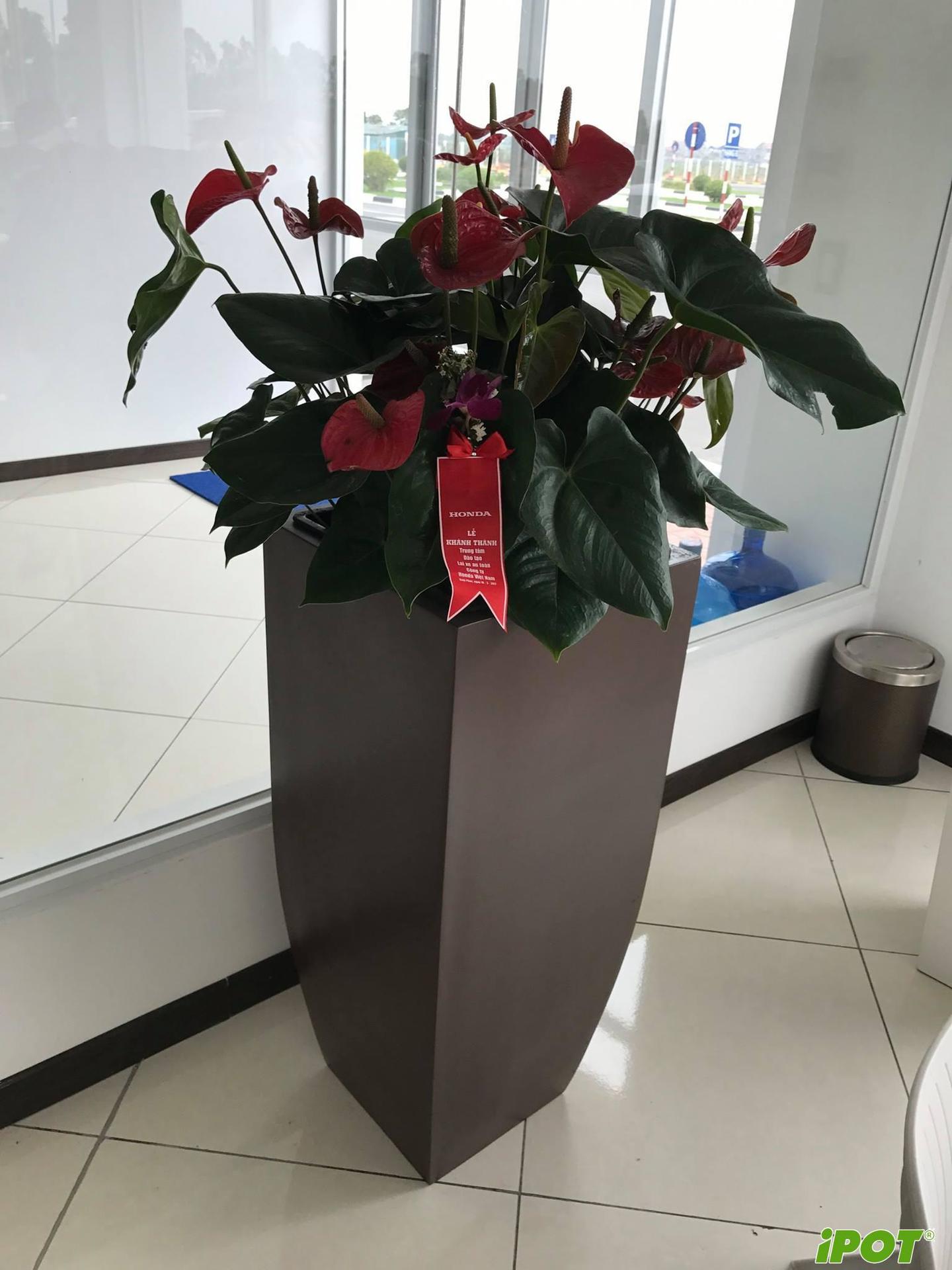 chau-composite-ha-noi-ipot-honda7
