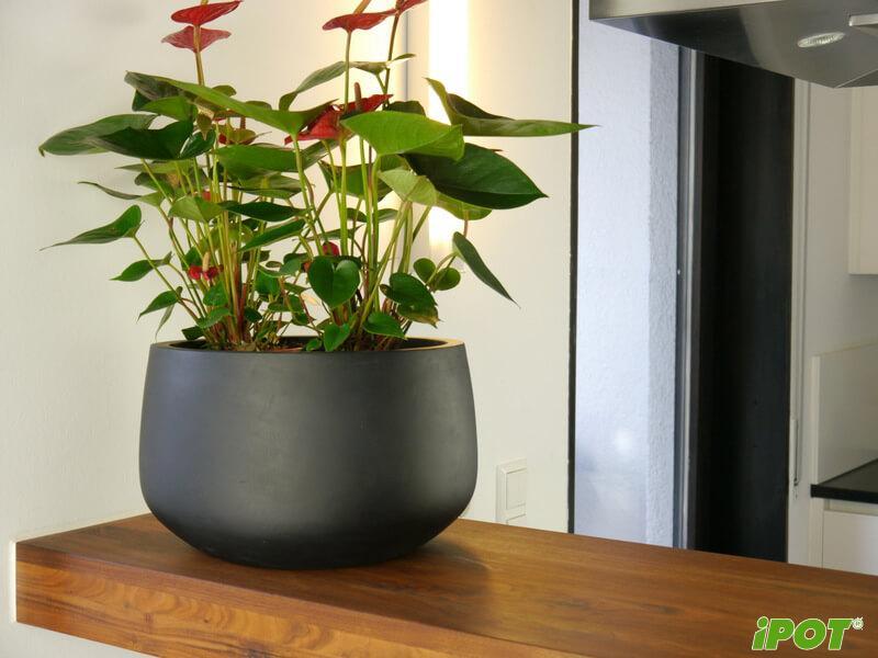 chau-composite-ipot-ha-noi-kim-bao (6)