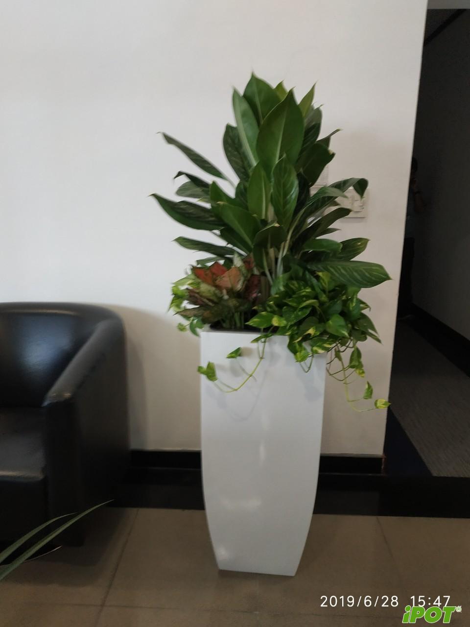 chau-composite-ipot-panasonic-anh20