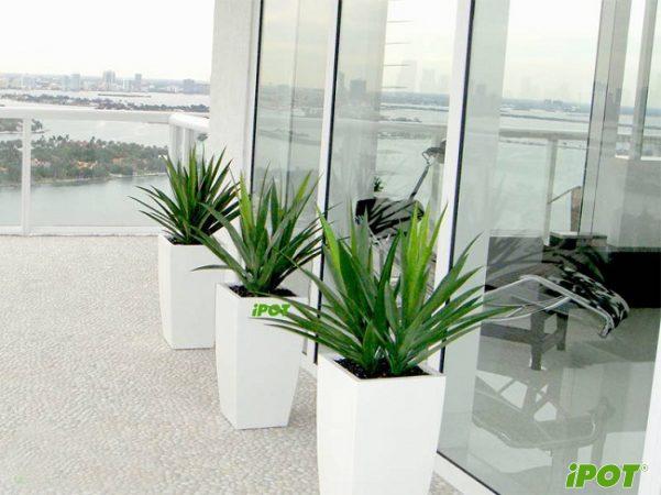 Địa chỉ bán chậu composite chưng Tết uy tín nhất hiện nay