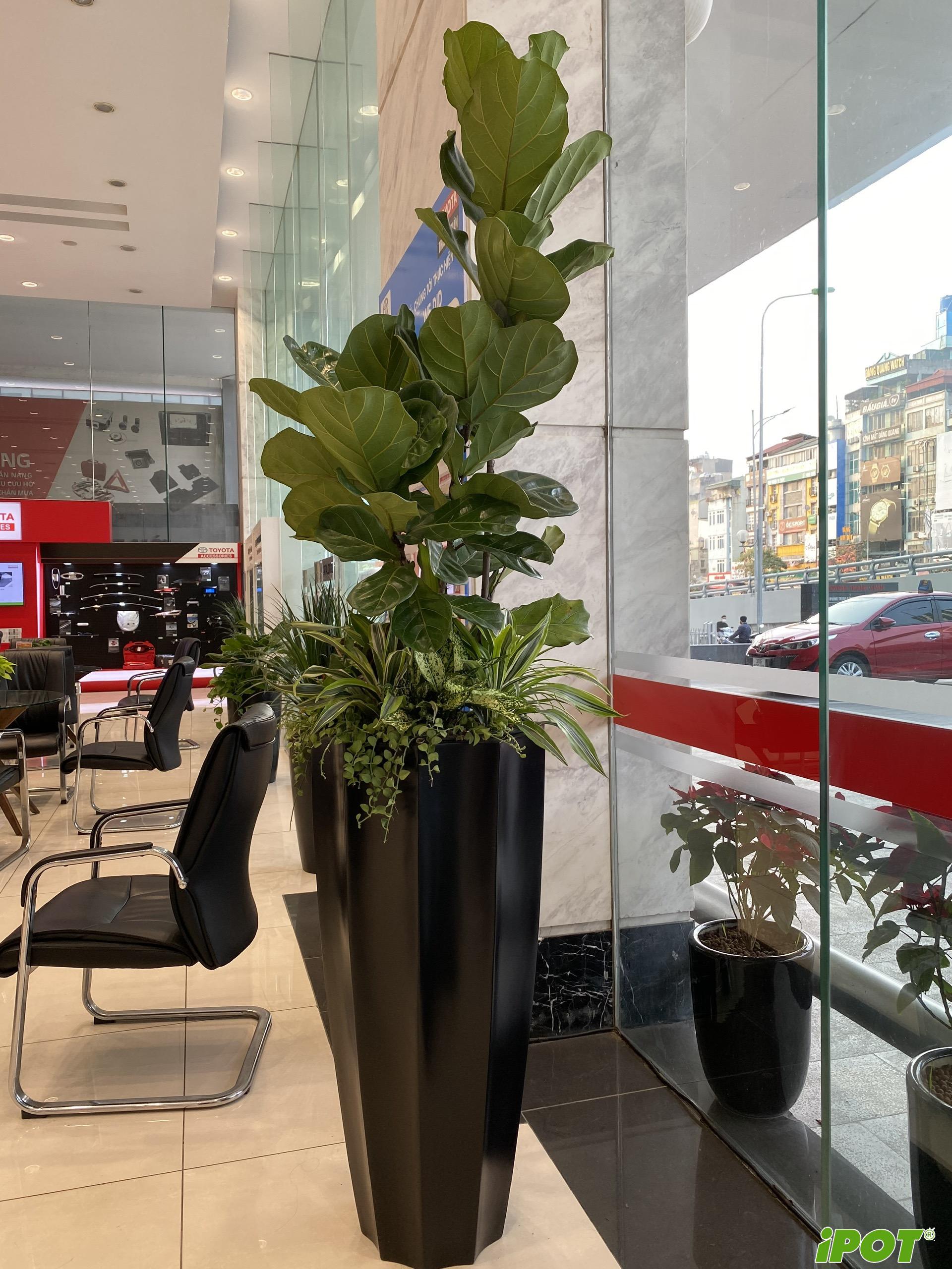 Nâng Tầm Không Gian Showroom Với Chậu Composite iPOT: Ngôn Ngữ Của Sự Sang Trọng