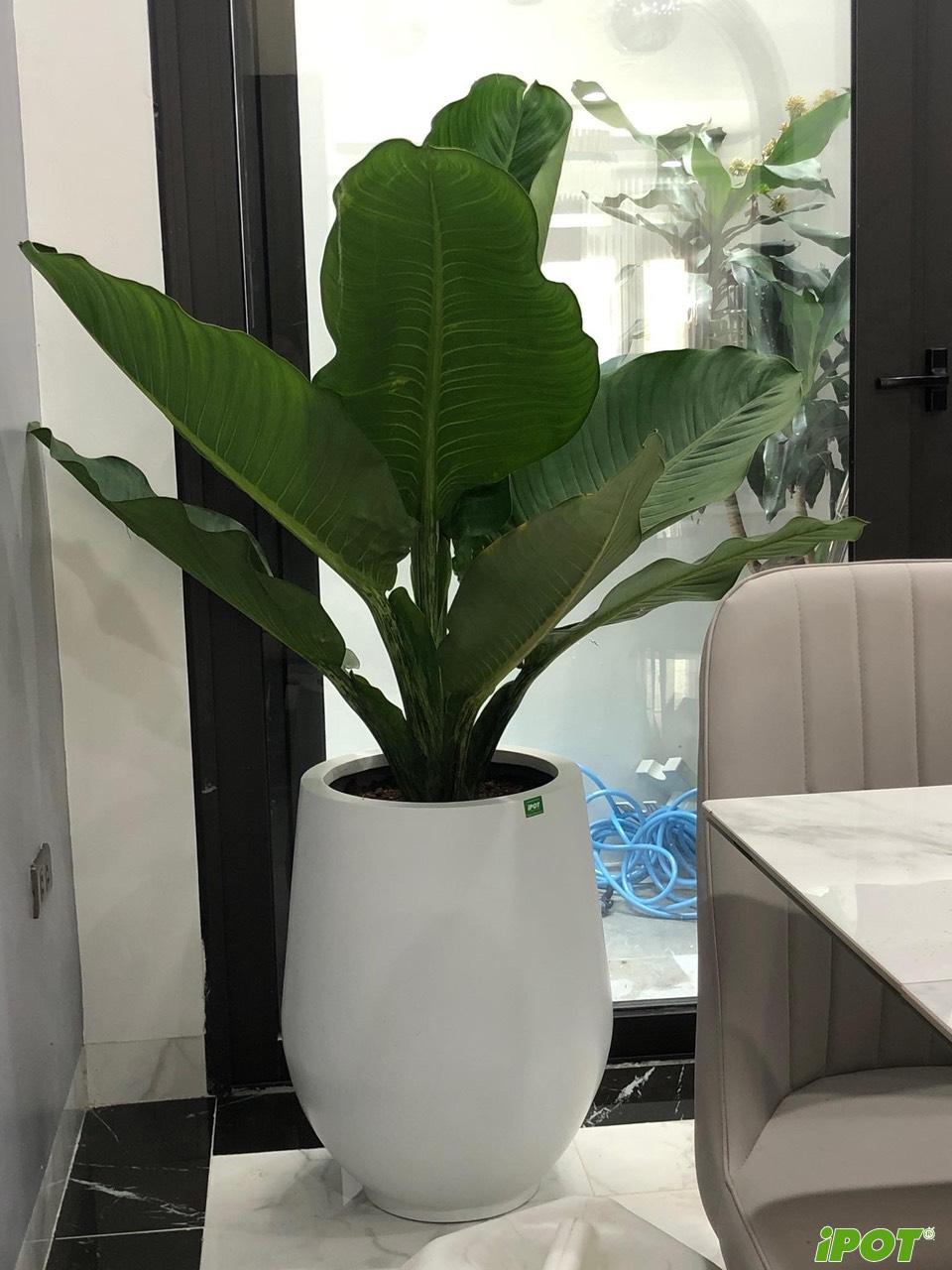 Chậu Composite vs Vật Liệu Truyền Thống: Lựa Chọn Nào Cho Không Gian Đẳng Cấp?