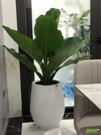 Chậu composite iPOT An Nhiên