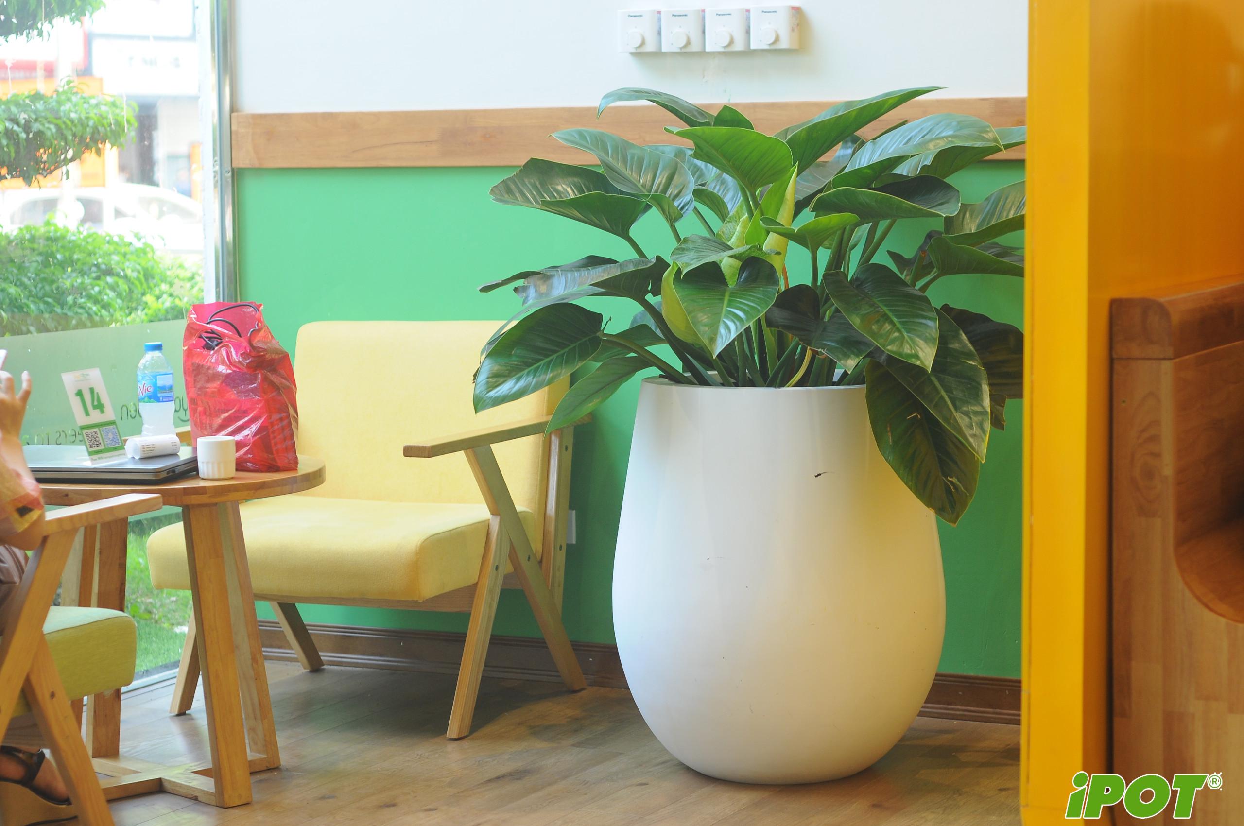 TRANG TRÍ QUÁN CAFE BẰNG CHẬU COMPOSITE – GIẢI PHÁP TẠO KHÔNG GIAN ẤN TƯỢNG & THU HÚT KHÁCH HÀNG
