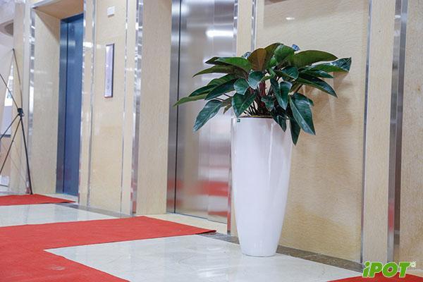 chau-composite-iPOT-Nhu-Y
