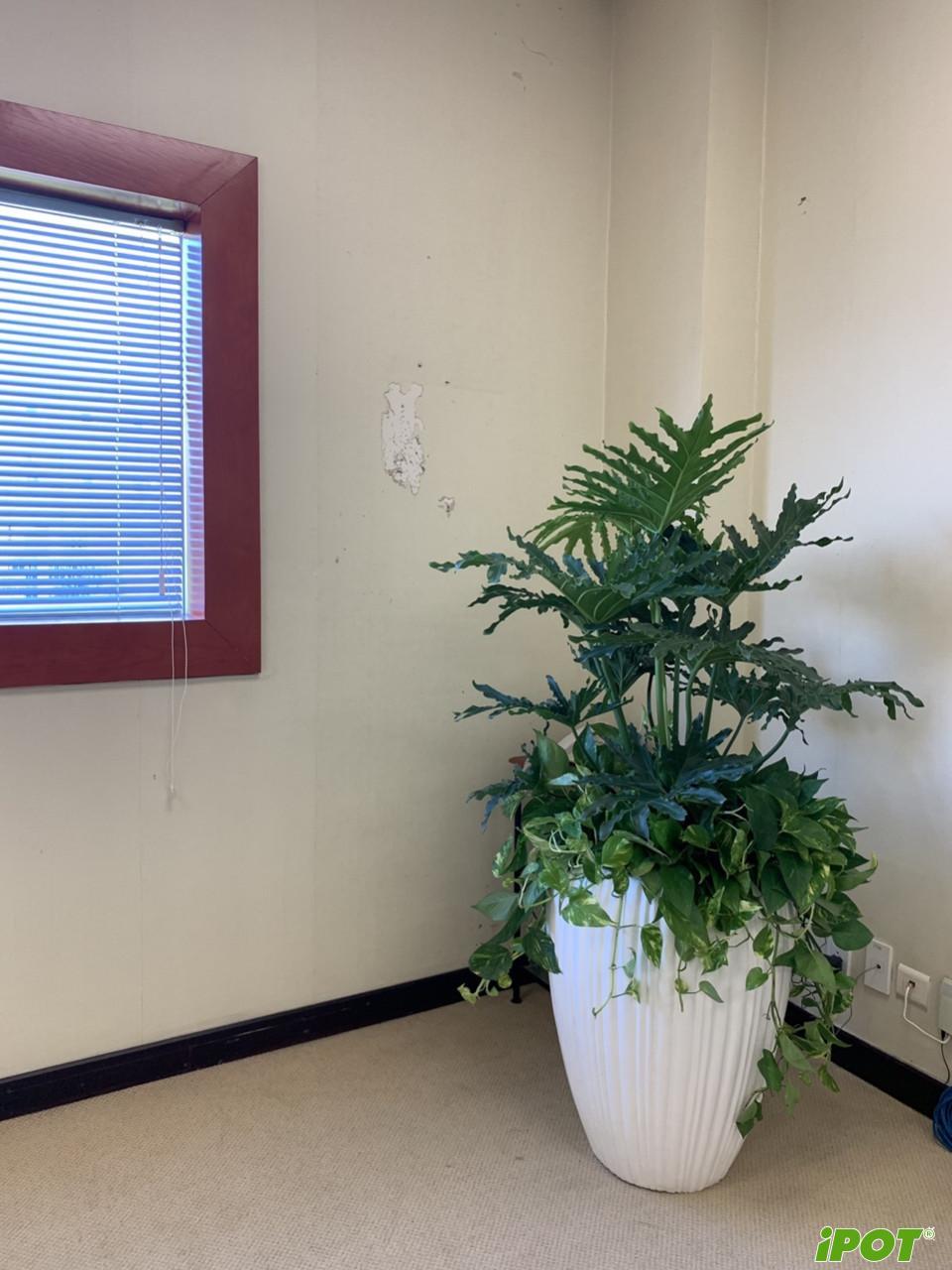 chau-composite-ipot-panasonic-anh27