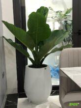 Chậu composite iPOT An Nhiên